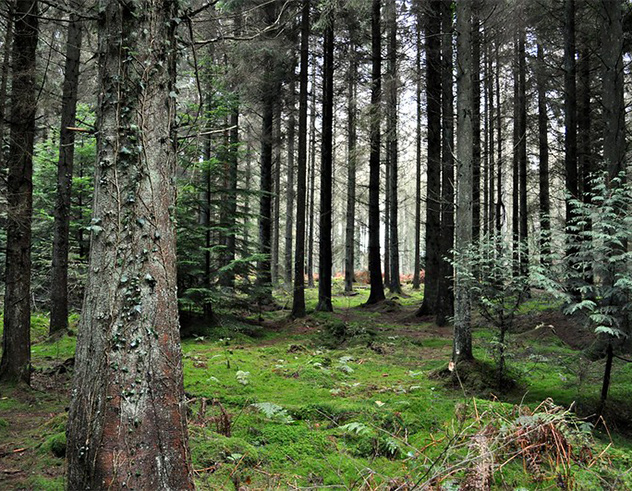 forest of dean at the bells